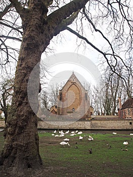 Swans in the city center of Brugge, Belgium