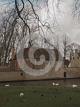 Swans in the city center of Brugge, Belgium