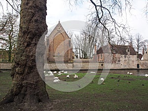 Swans in the city center of Brugge, Belgium