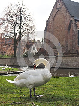 Swans in the city center of Brugge, Belgium