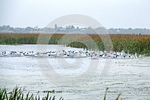 Wild ducks landing on a lake