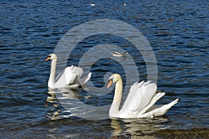 Swans