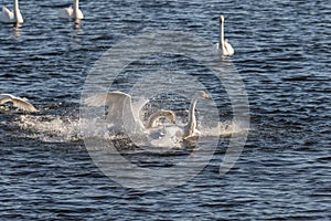 Whooper swans, Cygnus cygnus, fighting in the Hananger water at Lista, Norway photo