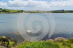 swans congregate in Rosscarbery