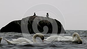 Swans and cormorants in East Sea, GÃ¶hren, Germany