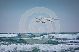 Swans couple migration birds flying over beach toward sea horizon