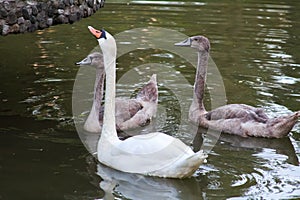 Swans craned their necks to get food