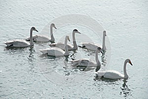 Swans