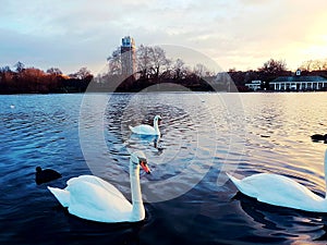 Swans cygnet romantic nature animal bird