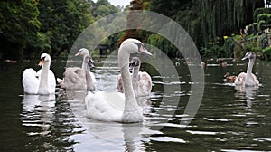 Swans with Cygnets photo