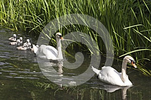Swans and Cygnets in Crayford photo