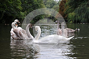 Swans and Cygnets on a River photo