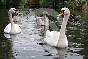 Swans and Cygnets on a River photo