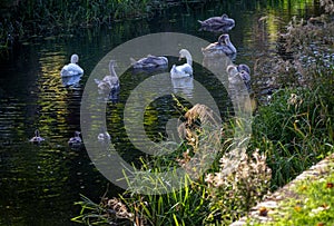 Swans on the river Welland, Spalding, East of England photo
