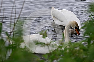 Swans with Cygnets, River Yare, Surlingham, Norfolk Broads, England, UK