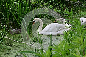 Swans with Cygnets, River Yare, Surlingham, Norfolk Broads, England, UK