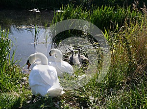 Swans and cygnets at their nesting site