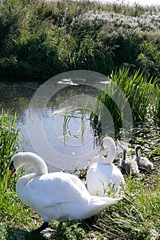 Swans and cygnets at their nesting site