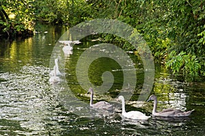 Swans (Cygnini) with pups in a river. Summer in Germany