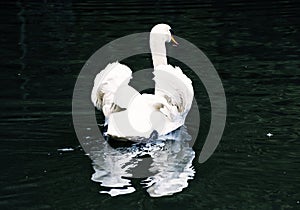 Swans - Cygnus in the water, bird scene, dark filter