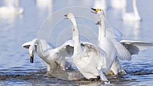 Swans dance