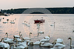 Swans in Danube river iin Belgrade Serbia