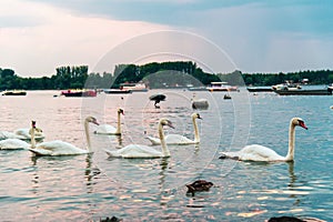 Swans in Danube river iin Belgrade Serbia