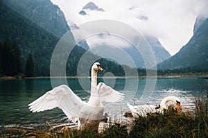 Swans on Dobbiaco Lake in Dolomites, Italy