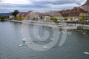 Swans on Drava River in Maribor