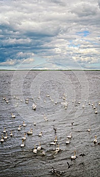 Swans and ducks in the big lake on  cloudy and windy day