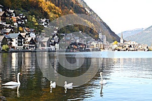 Swans and ducks floating on Hallstatt lake