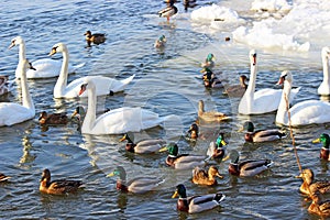 Cisnes a patos 