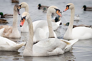 Swans and Ducks on the Frozen Dnieper River