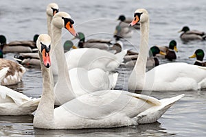 Swans and Ducks on the Frozen Dnieper River