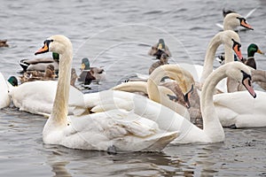 Swans and Ducks on the Frozen Dnieper River