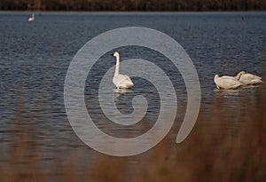 Swans, Ducks and Geese Migration in the Pristine Sounds of the Outer Banks of North Carolina