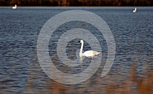 Swans, Ducks and Geese Migration in the Pristine Sounds of the Outer Banks of North Carolina