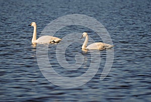 Swans, Ducks and Geese Migration in the Pristine Sounds of the Outer Banks of North Carolina