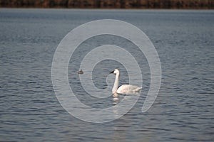 Swans, Ducks and Geese Migration in the Pristine Sounds of the Outer Banks of North Carolina