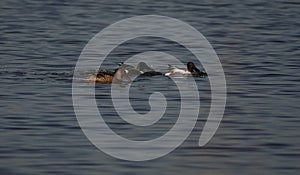 Swans, Ducks and Geese Migration in the Pristine Sounds of the Outer Banks of North Carolina