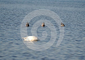 Swans, Ducks and Geese Migration in the Pristine Sounds of the Outer Banks of North Carolina