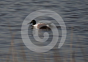 Swans, Ducks and Geese Migration in the Pristine Sounds of the Outer Banks of North Carolina