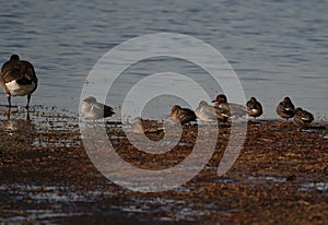 Swans, Ducks and Geese Migration in the Pristine Sounds of the Outer Banks of North Carolina