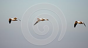 Swans, Ducks and Geese Migration in the Pristine Sounds of the Outer Banks of North Carolina