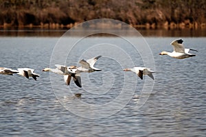 Swans, Ducks and Geese Migration in the Pristine Sounds of the Outer Banks of North Carolina