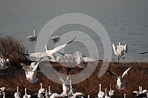 Swans, Ducks and Geese Migration in the Pristine Sounds of the Outer Banks of North Carolina