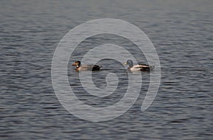 Swans, Ducks and Geese Migration in the Pristine Sounds of the Outer Banks of North Carolina