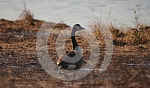 Swans, Ducks and Geese Migration in the Pristine Sounds of the Outer Banks of North Carolina