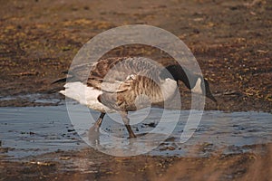 Swans, Ducks and Geese Migration in the Pristine Sounds of the Outer Banks of North Carolina