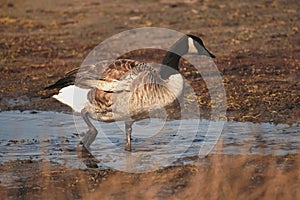 Swans, Ducks and Geese Migration in the Pristine Sounds of the Outer Banks of North Carolina